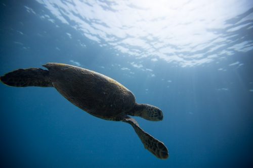 Hawaii,Big Island