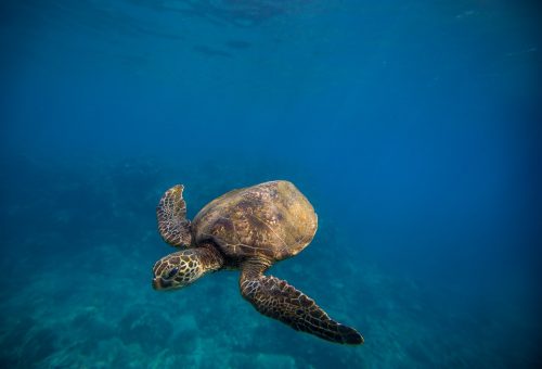 Hawaii, Big Island. oct 2016. Miloli i beach park