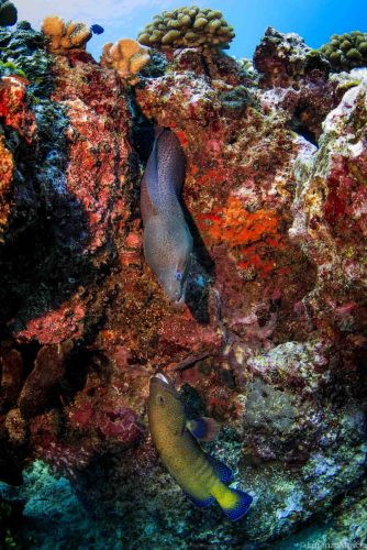 DIVE  2016/22