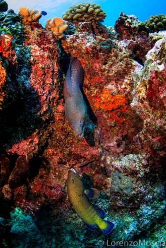 Thailand feb 2018. DIve touring  in the Similan Island.The Similan Islands are located in the Andaman Sea on the West Coast of Southern Thailand
