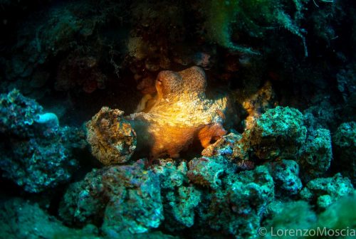 DIVE  2016/22
